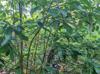 Magnolia virginiana