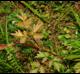 Nekemias arborea