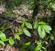 Ostrya virginiana