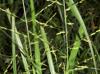 Panicum rigidulum