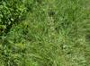 Paspalum notatum