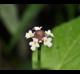 Phyla lanceolata