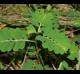 Phyllanthus urinaria