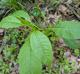 Phytolacca americana
