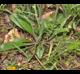Plantago virginica