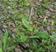 Plantago virginica