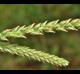 Plantago virginica