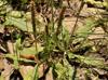 Plantago virginica
