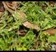 Poa annua