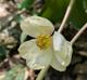 Podophyllum peltatum