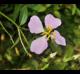 Rhexia virginica