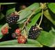 Rubus argutus