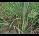 Sabal minor
