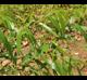 Salix nigra
