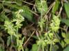 Salvia lyrata