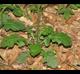 Salvia lyrata