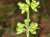 Salvia lyrata