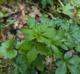 Sanicula canadensis