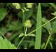 Sanicula canadensis