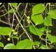 Smilax rotundifolia
