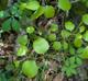 Smilax rotundifolia