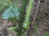 Smilax tamnoides