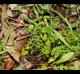 Soliva sessilis