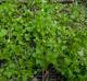 Stellaria media