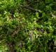 Stellaria media