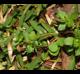 Stellaria media