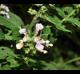 Teucrium canadense