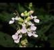 Teucrium canadense
