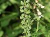Teucrium canadense