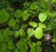 Tilia americana