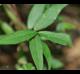 Trachelospermum difforme