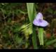 Tradescantia hirsutiflora