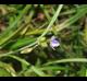 Tradescantia occidentalis