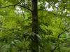 Ulmus americana
