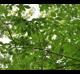 Ulmus americana