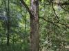 Ulmus crassifolia