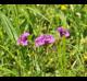 Verbena rigida