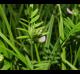 Vicia sativa