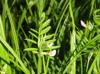 Vicia sativa