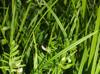 Vicia sativa