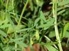 Vicia tetrasperma