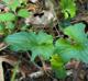 Viola palmata