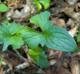 Viola palmata