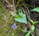 Viola sororia