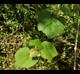 Vitis cinerea