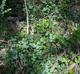 Vitis rotundifolia